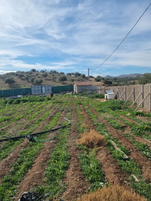 Location Terrain Agricole Bouira Oued el berdi