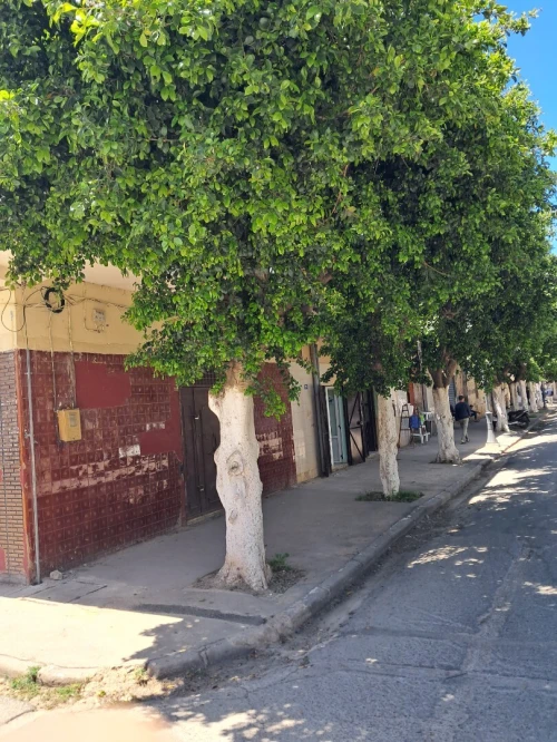 Vente Local Chlef Tenes