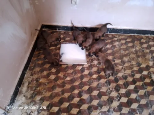 Malinois 