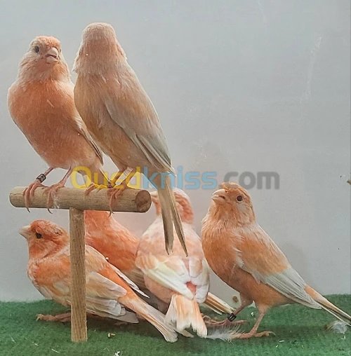 Canari Agate jaspe rouge et Isabelle rouge 