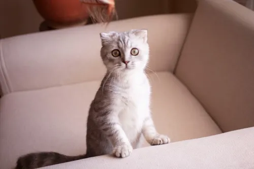 Scottish fold ns22 Silver tabby male