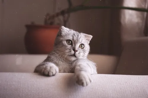 Scottish fold ns22 Silver tabby male