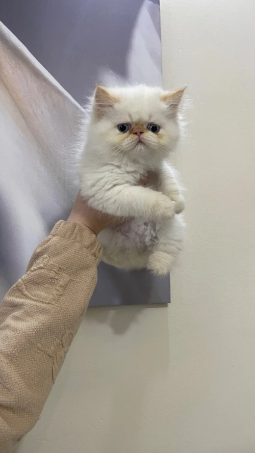 Persan picky face himalayenne femelle