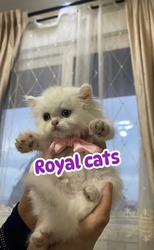 Chat persan