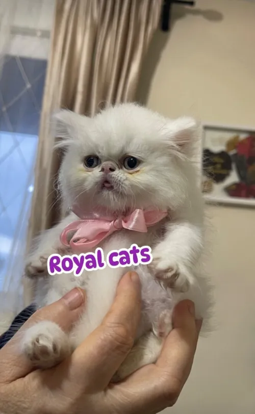 Chat persan
