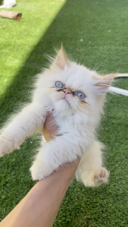Chat persan