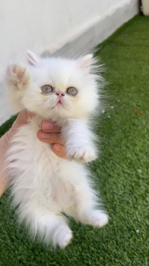 Chat persan