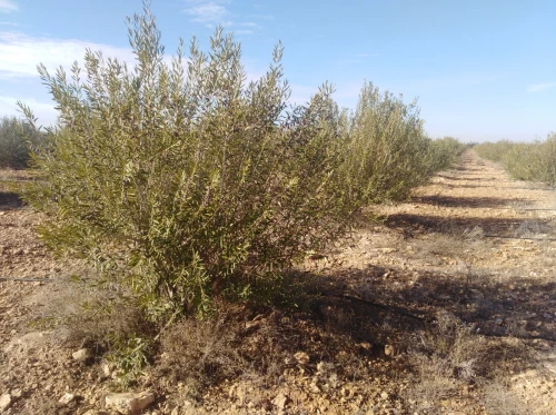 Vente Terrain Agricole Djelfa Ain oussara