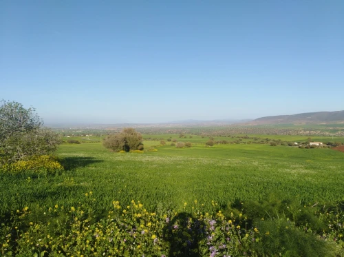 Vente Terrain Agricole Médéa Berrouaghia 2