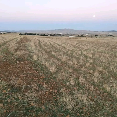 Vente Terrain Agricole Khenchela El hamma