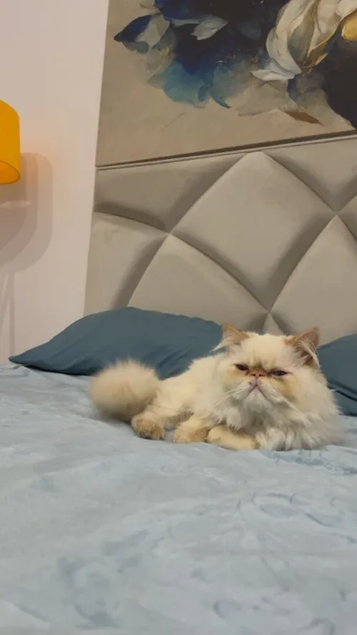 Chat persan