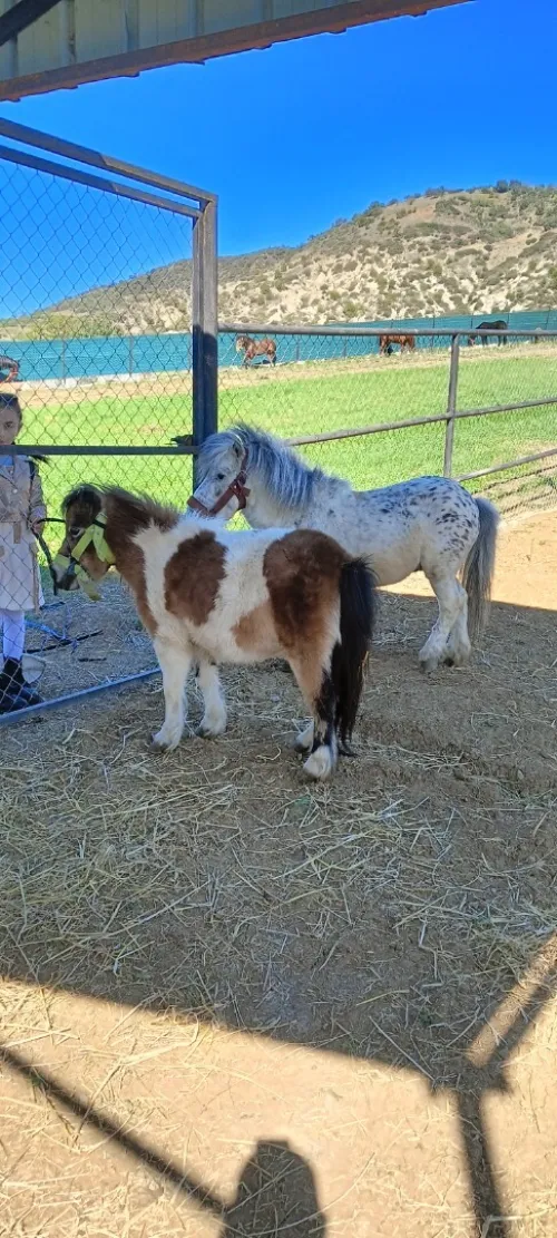 حصان قزم بوني pony