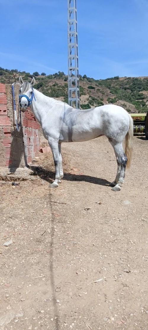 Cheval حصان 