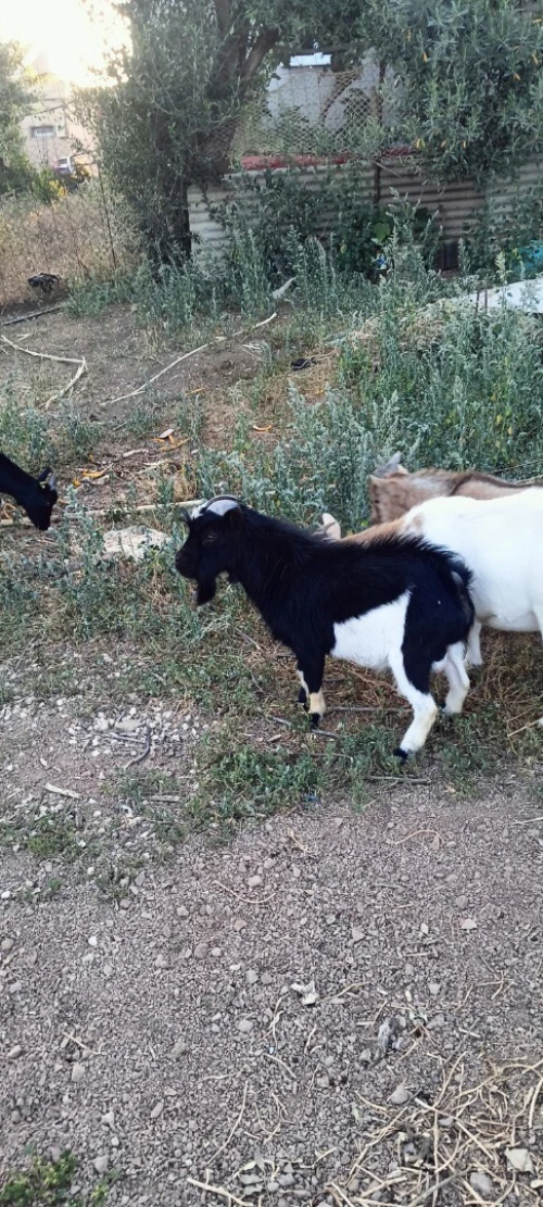 Chèvre naine ماعز القزم 