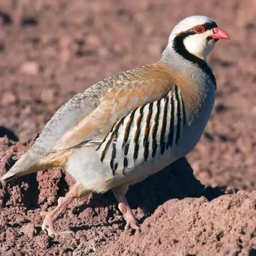 حجل Perdrix