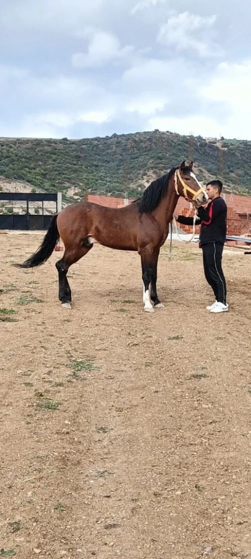 Cheval حصان