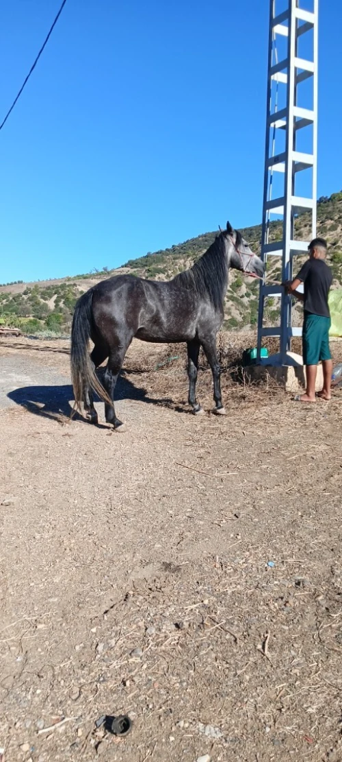 Cheval حصان 