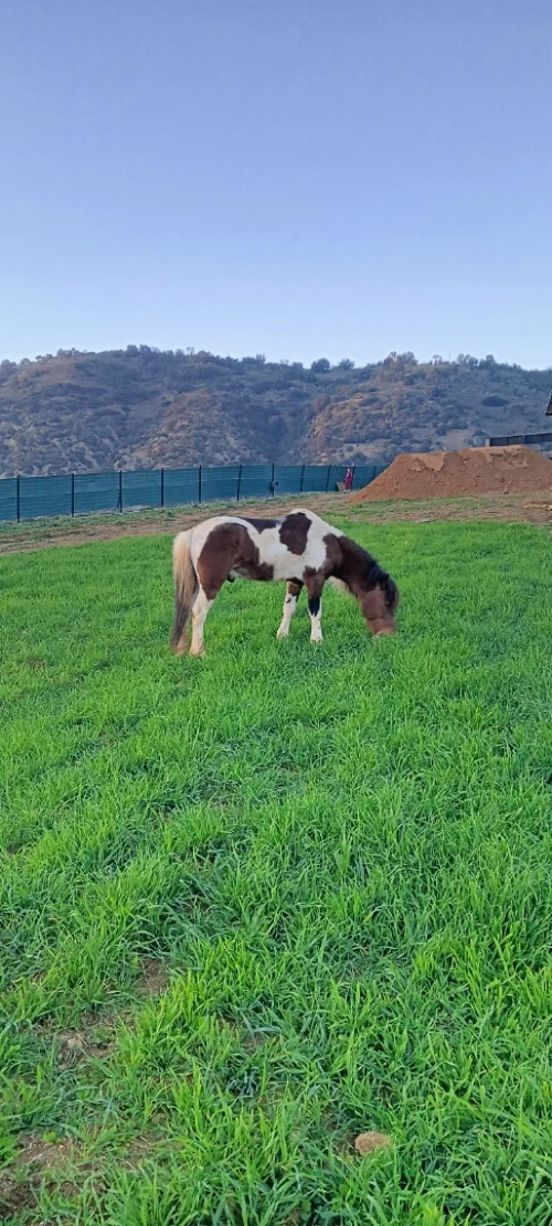 حصان قزم pony