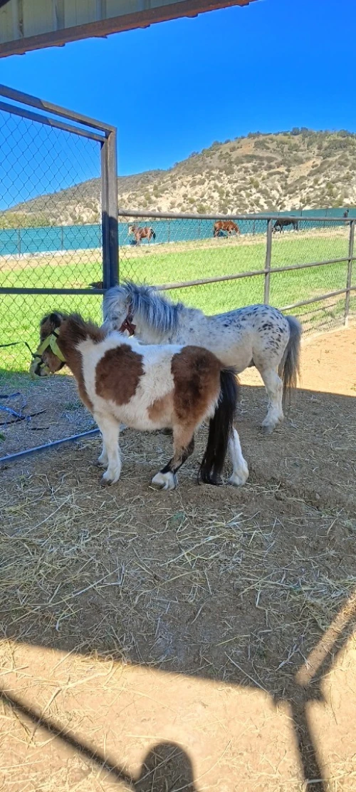 حصان قزم بوني pony