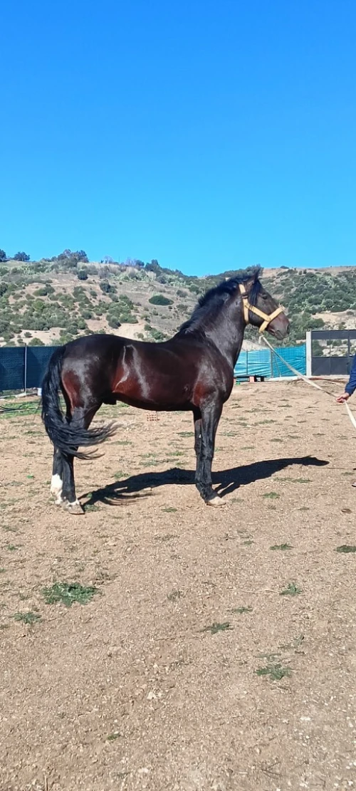 Cheval حصان