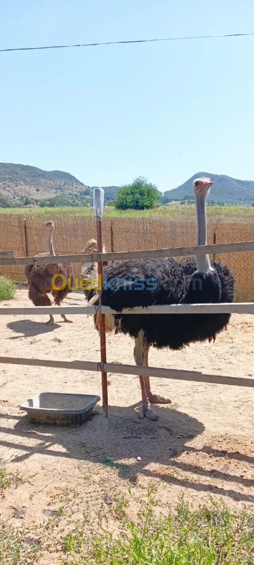 Autriche نعام إفريقي