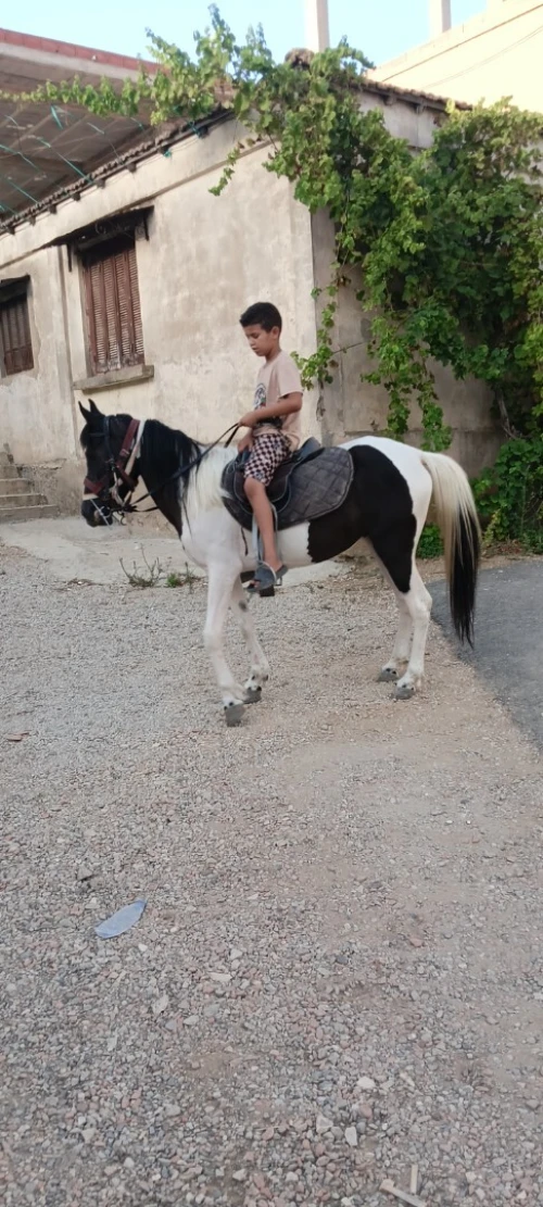 Pony cheval 