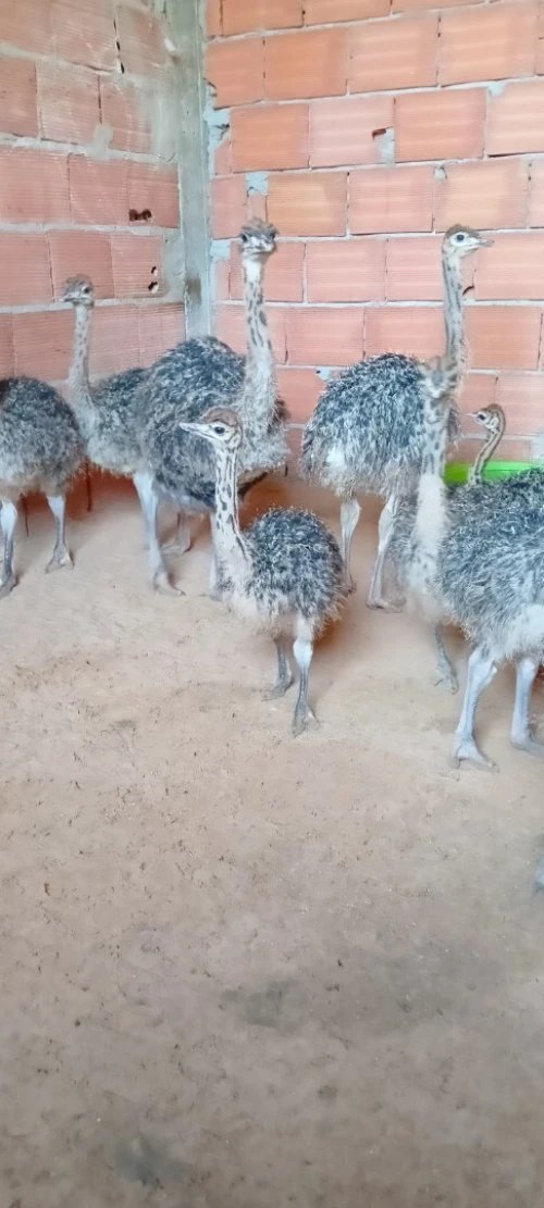 Autriche نعام إفريقي