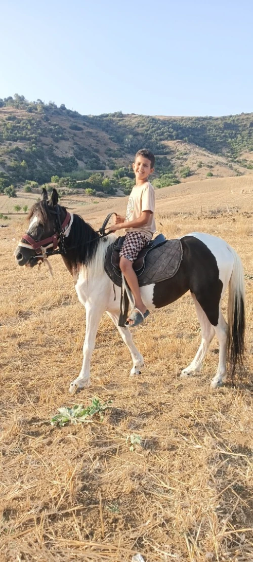 Pony cheval 
