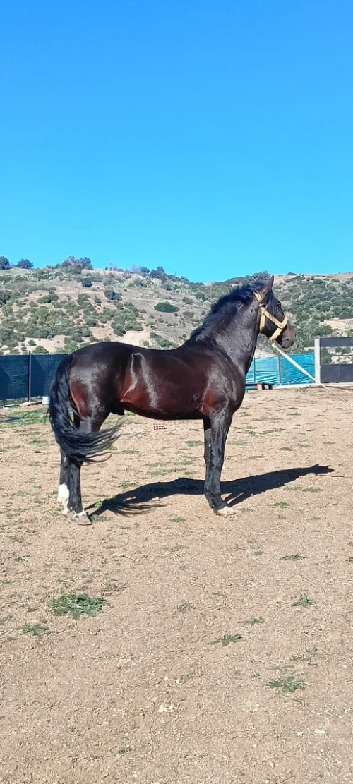 Cheval حصان
