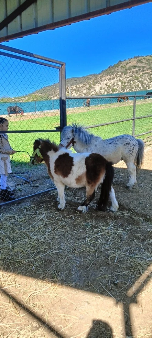 حصان قزم بوني pony