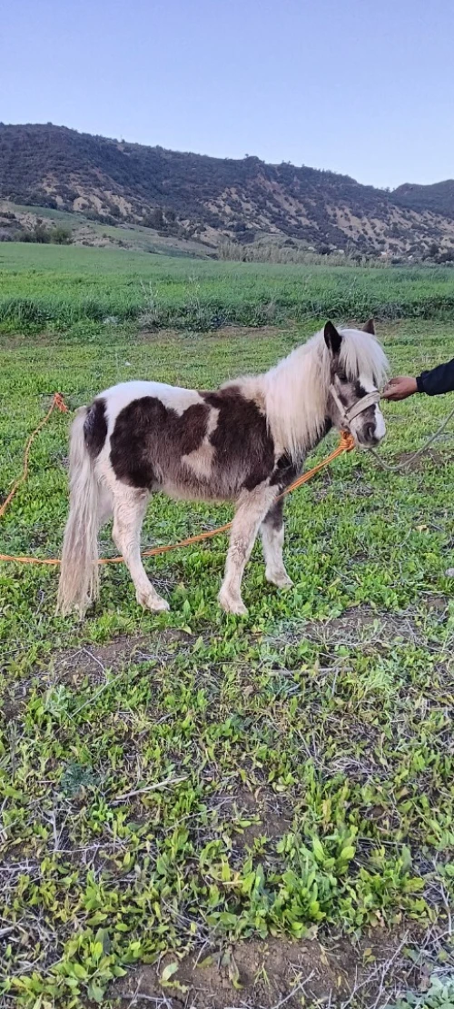 Cheval poney حصان البوني او القزم 