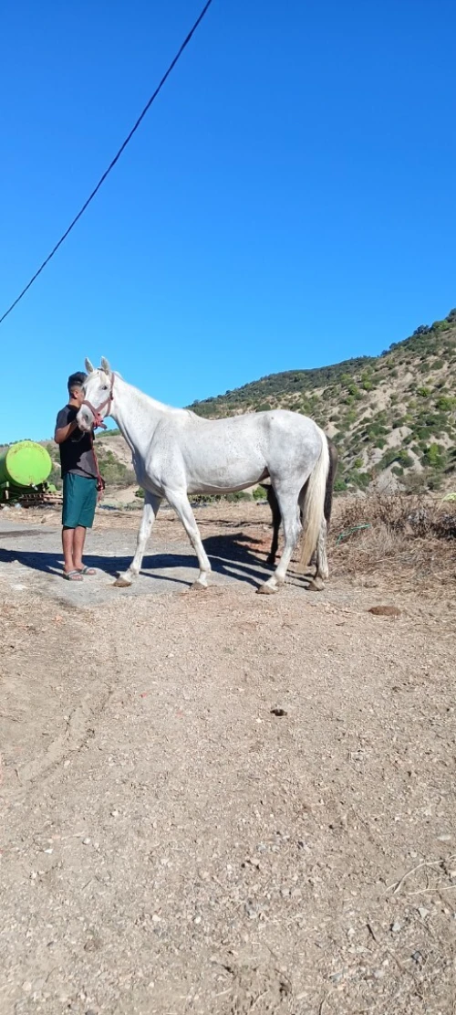 Cheval حصان 