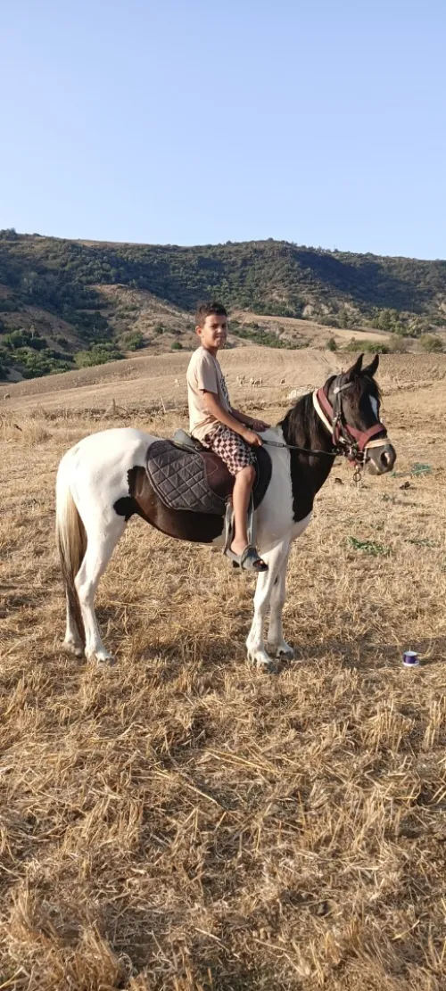 Pony cheval 