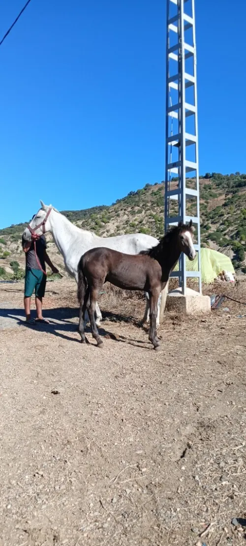Cheval حصان 