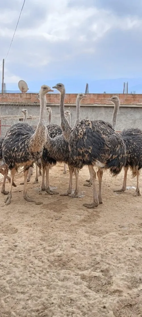 نعام Autriche 