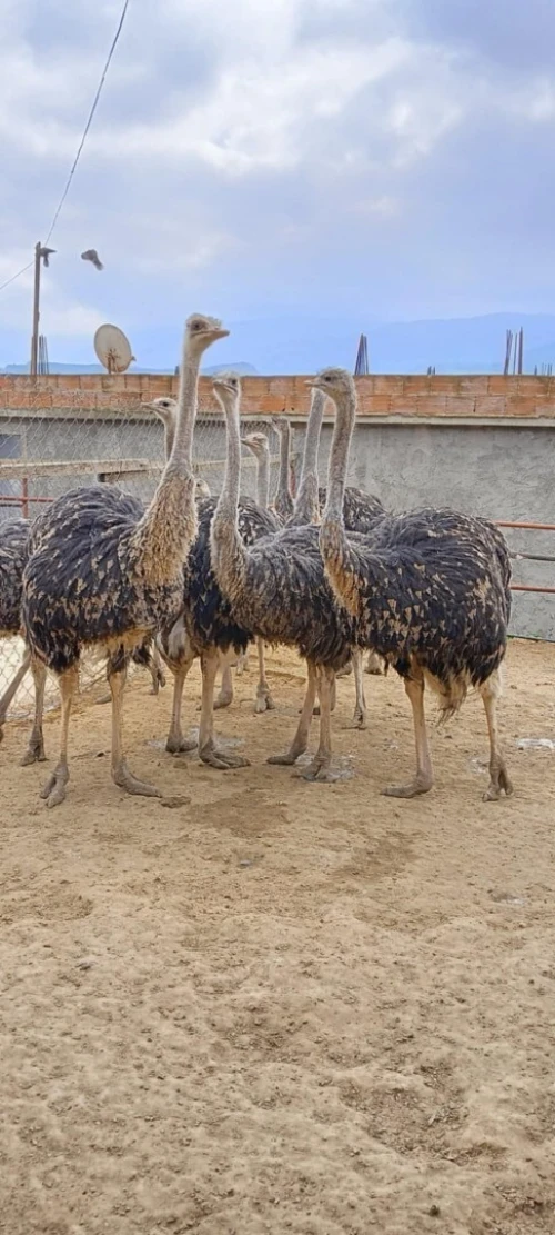نعام Autriche 