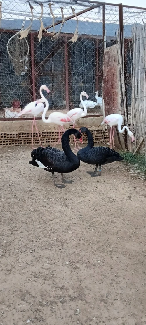 البجع الاسود cygne noir