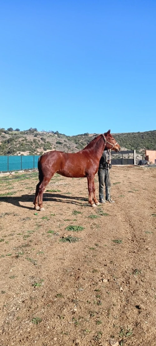 Cheval حصان jument