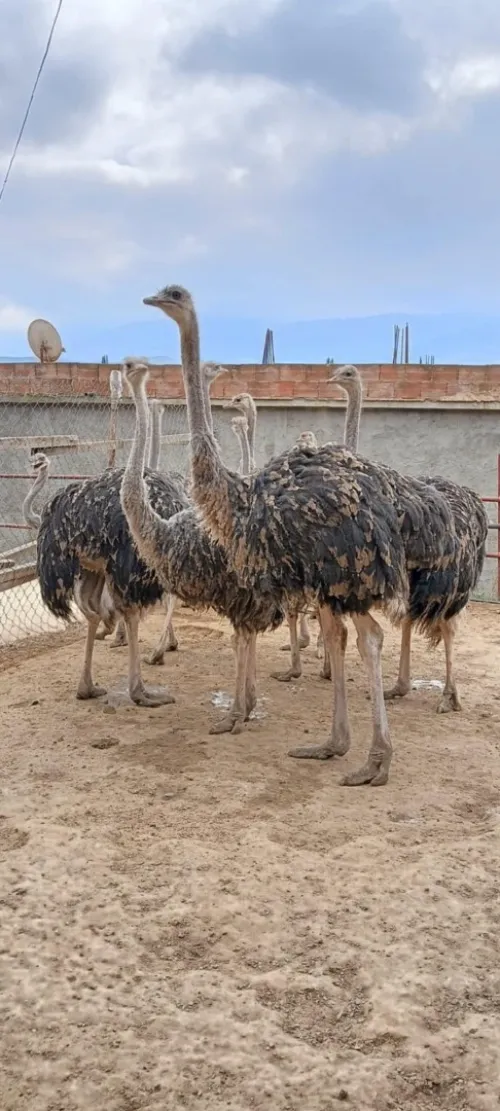 نعام Autriche 