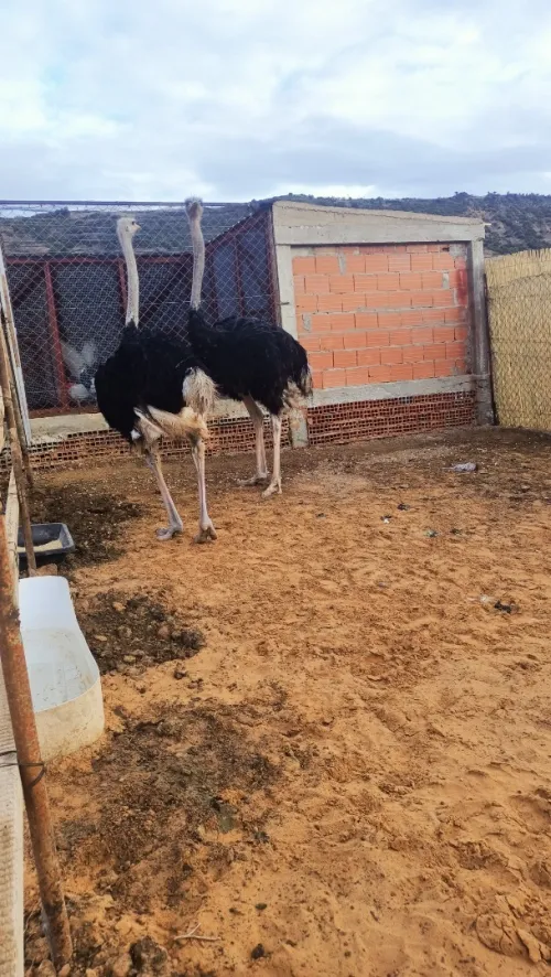نعام Autriche 
