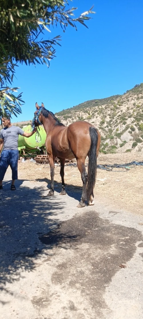 Cheval حصان 