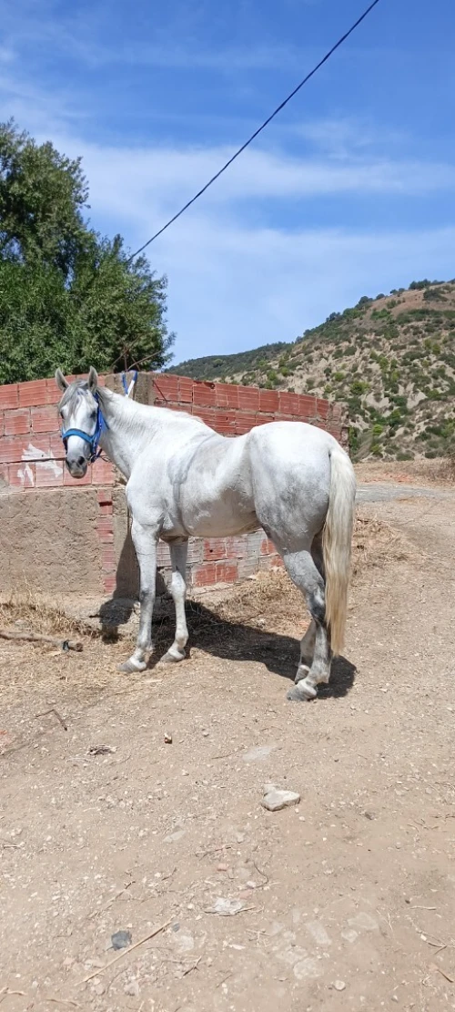Cheval حصان 