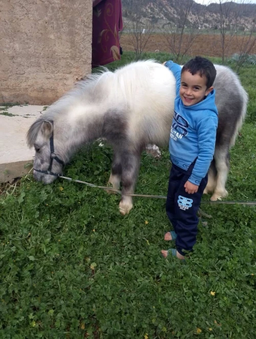 Cheval poney حصان البوني او القزم 