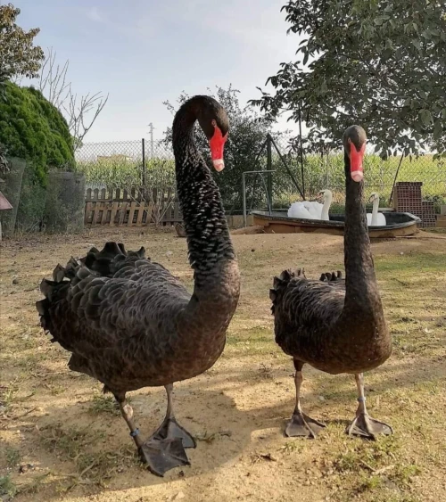 البجع الاسود cygne noir