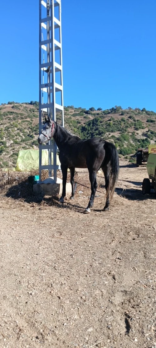 Cheval حصان 