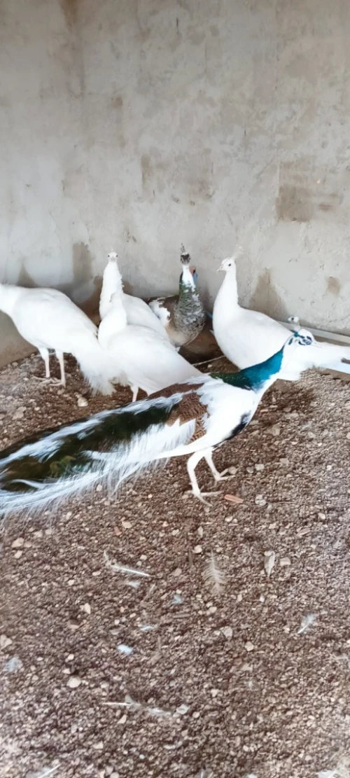 طاووس paon 