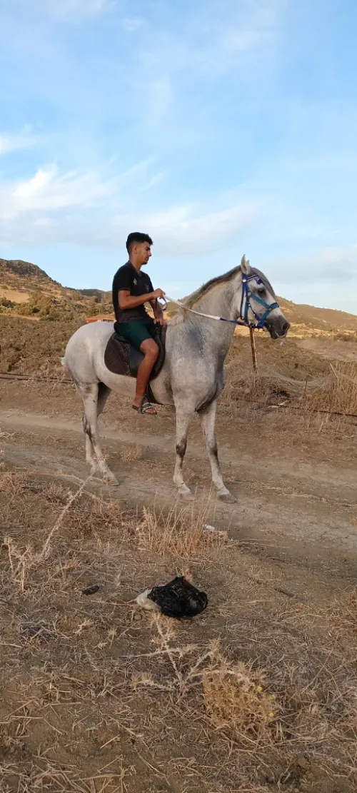 Cheval عودة
