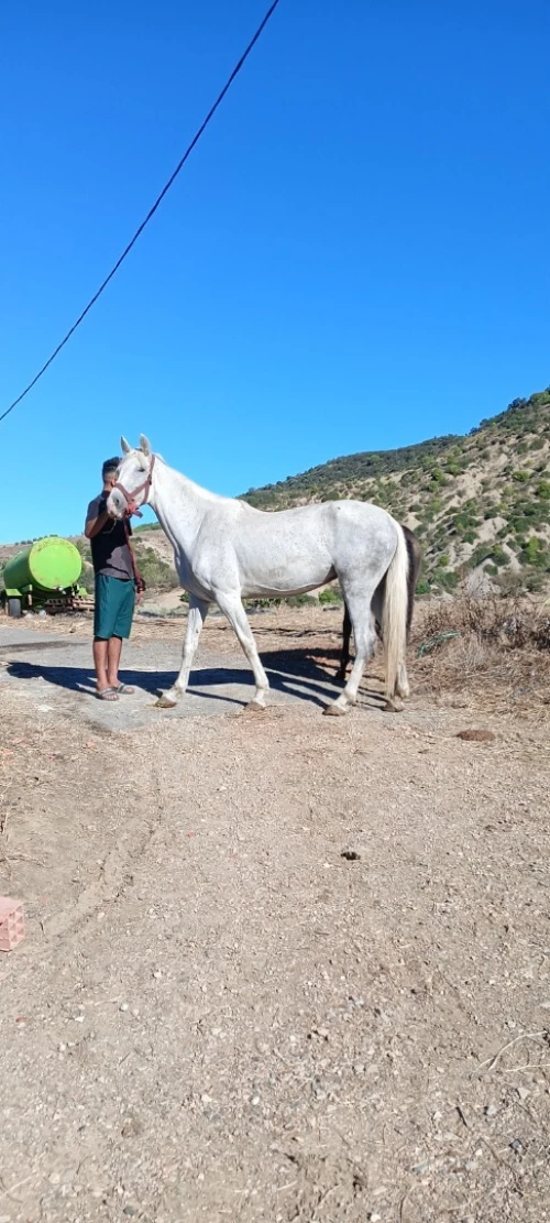 Cheval حصان 