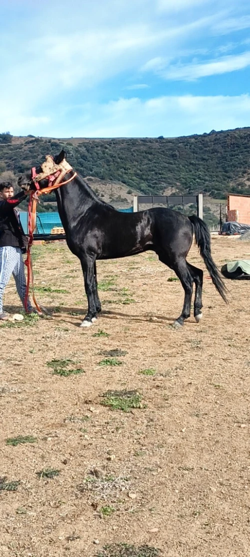 Cheval حصان