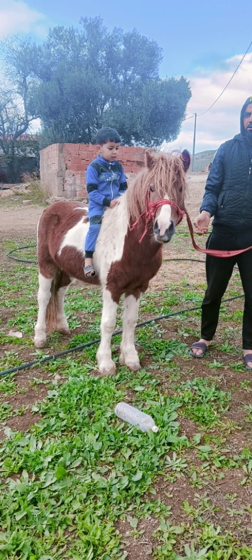 Cheval poney حصان البوني او القزم 